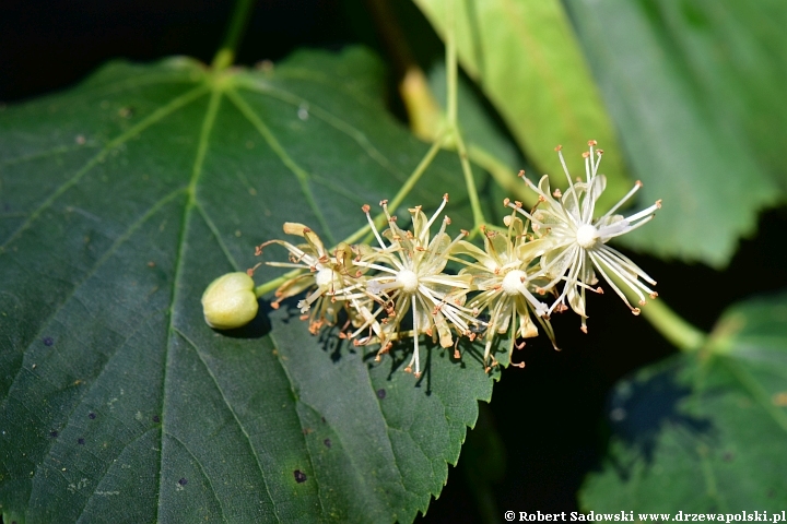 Lipa holenderska Wratislaviensis