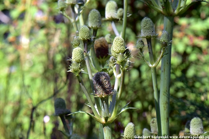 Mikołajek bromeliolistny