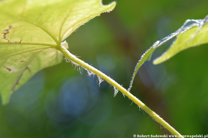 Acer Amamiense