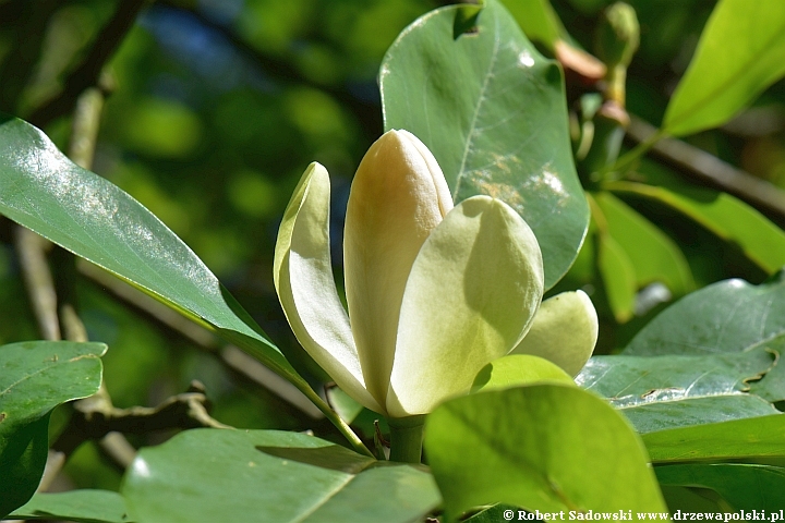 Magnolia sina