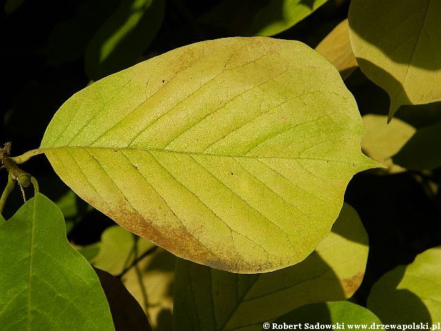 Magnolia naga