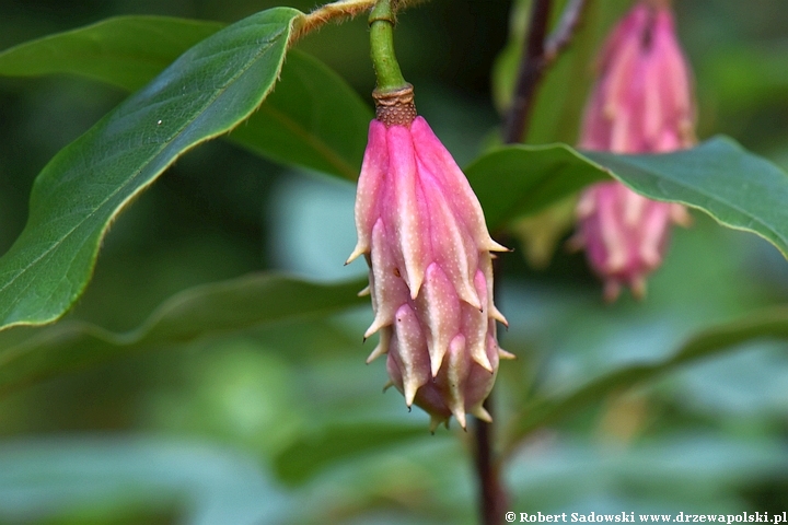 Magnolia Wilsona