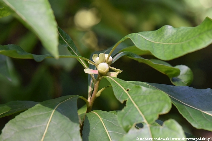 Franklinia amerykańska