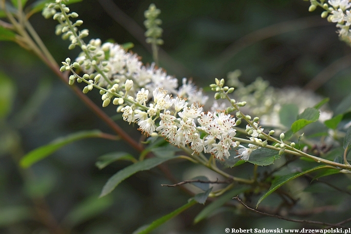 Orszelina olcholistna