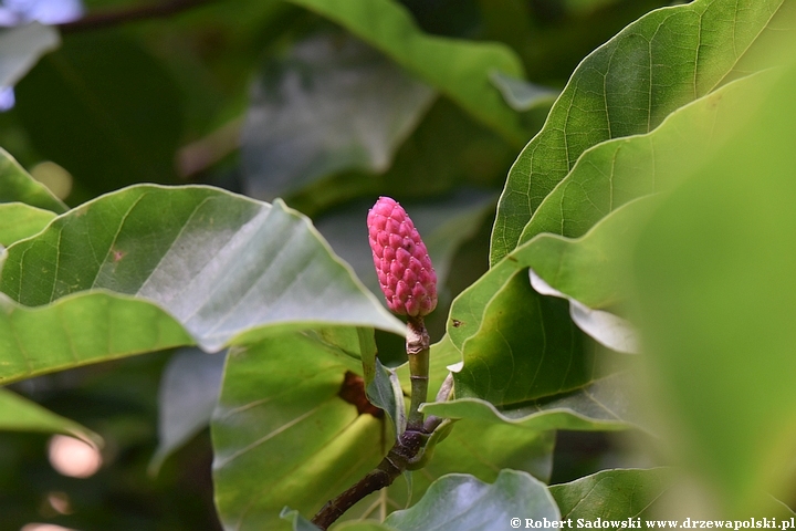 Magnolia drzewiasta