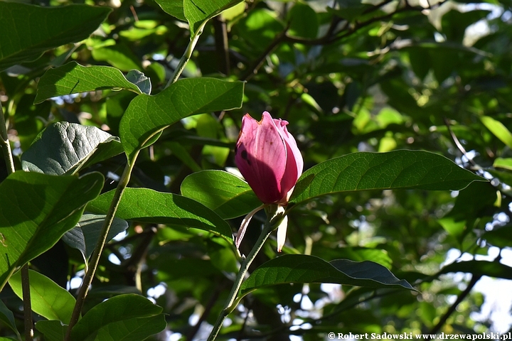 Magnolia purpurowa