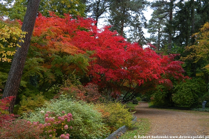 Przebarwienia drzew - arboretum w Rogowie 2022