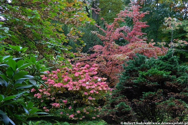 Przebarwienia drzew - arboretum w Rogowie 2022