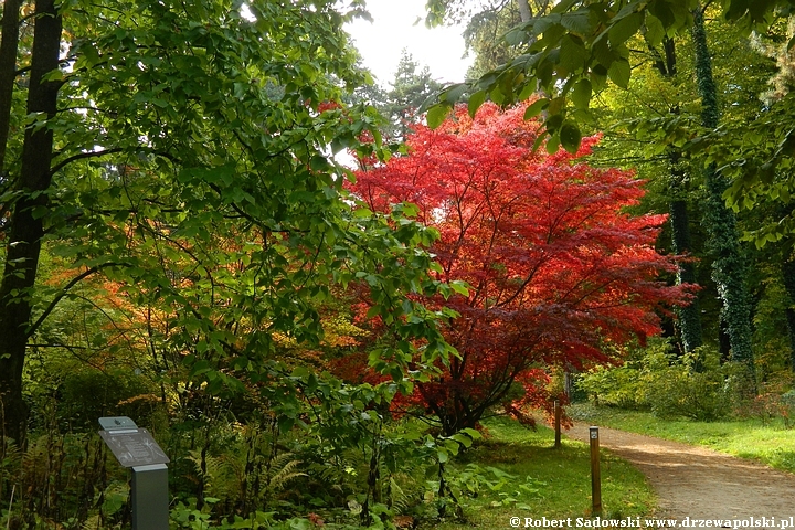 Przebarwienia drzew - arboretum w Rogowie 2022