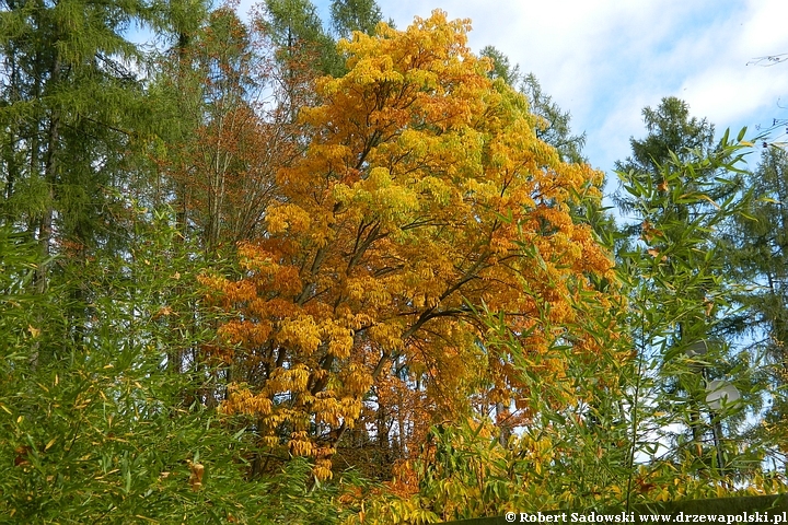 Przebarwienia drzew - arboretum w Rogowie 2022