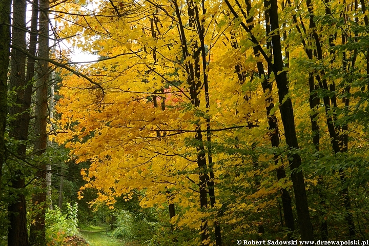 Przebarwienia drzew - arboretum w Rogowie 2022