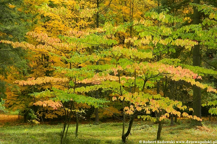 Przebarwienia drzew - arboretum w Rogowie 2022