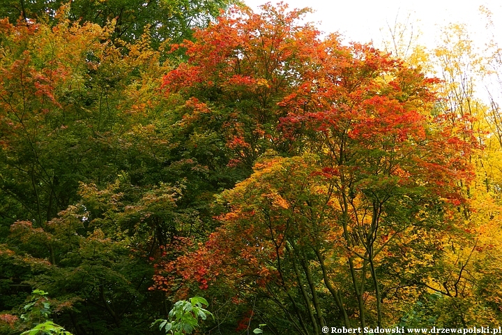 Przebarwienia drzew - arboretum w Rogowie 2022