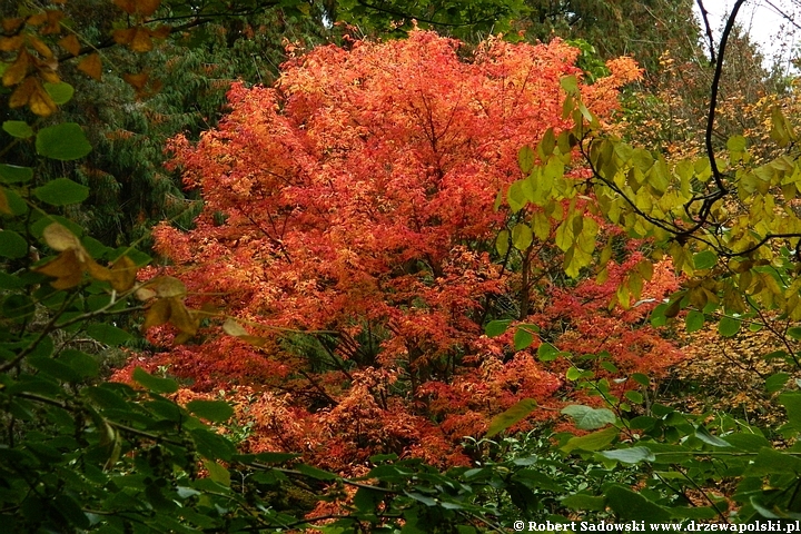 Przebarwienia drzew - arboretum w Rogowie 2022