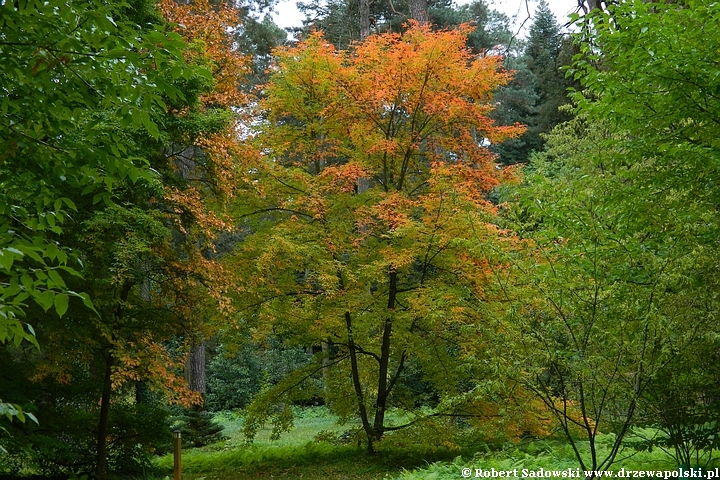 Przebarwienia drzew - arboretum w Rogowie 2022