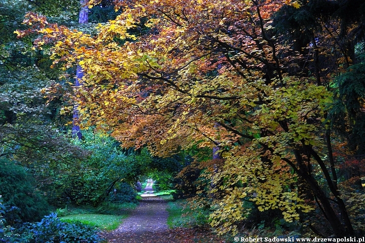 Przebarwienia drzew - arboretum w Rogowie 2022