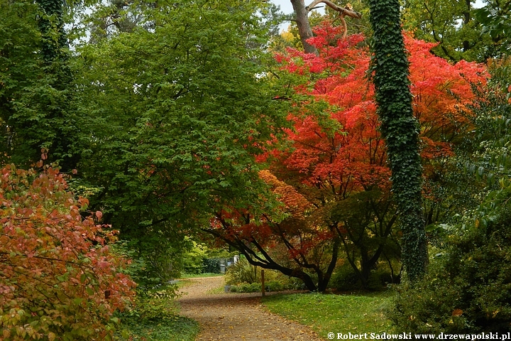 Przebarwienia drzew - arboretum w Rogowie 2022