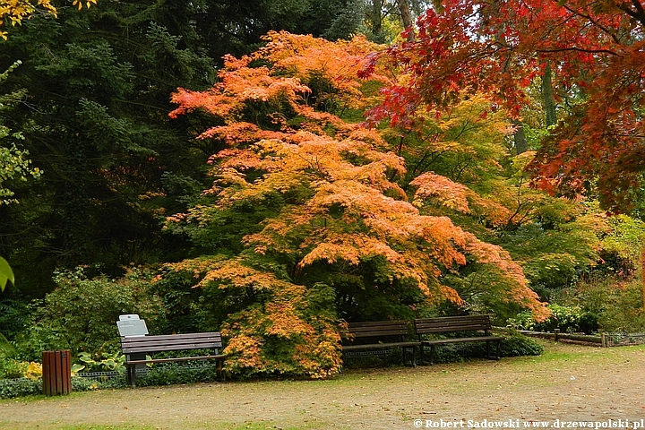 Przebarwienia drzew - arboretum w Rogowie 2022