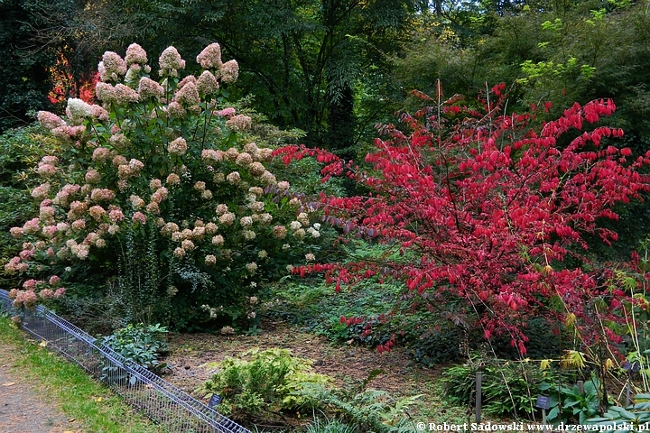 Przebarwienia drzew - arboretum w Rogowie 2022