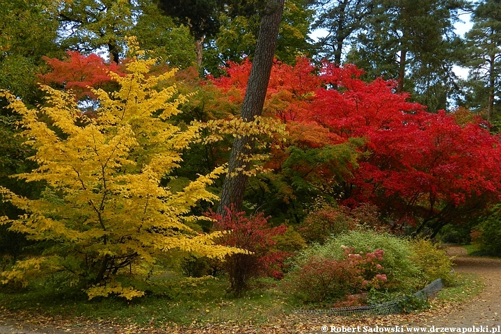 Przebarwienia drzew - arboretum w Rogowie 2022