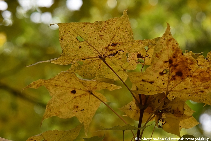 Acer longipes