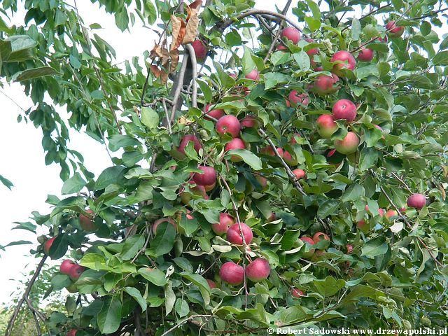 Drzewko jabłoni w sadzie