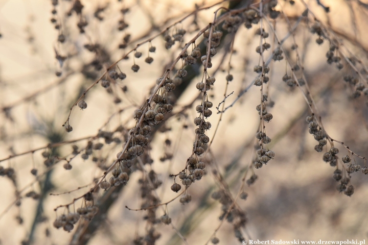 Sekurinega gałęzista zimą