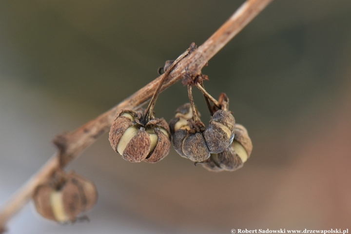Sekurinega gałęzista zimą