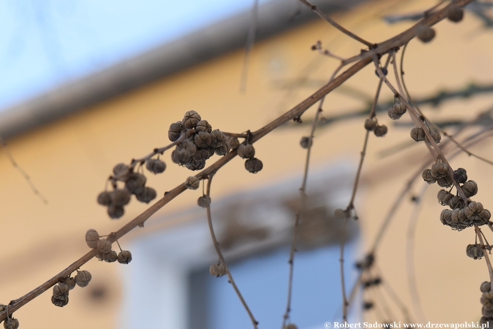 Sekurinega gałęzista zimą