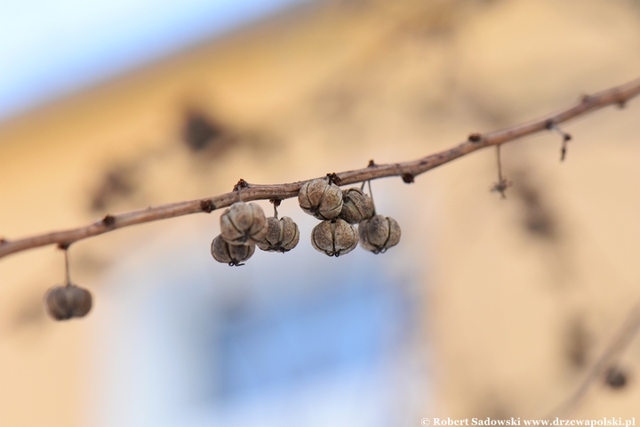 Sekurinega gałęzista zimą