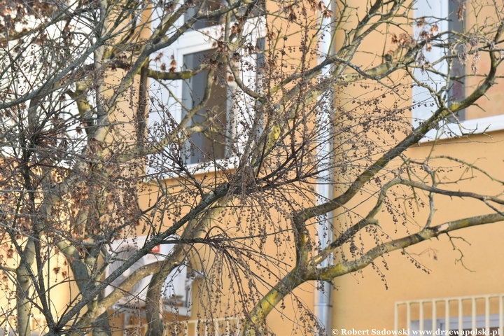 Sekurinega gałęzista zimą