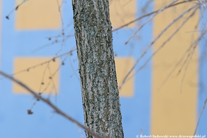 Sekurinega gałęzista zimą