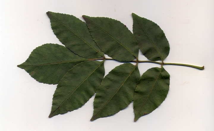 jesion mannowy liść