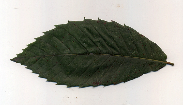 kasztan jadalny liść