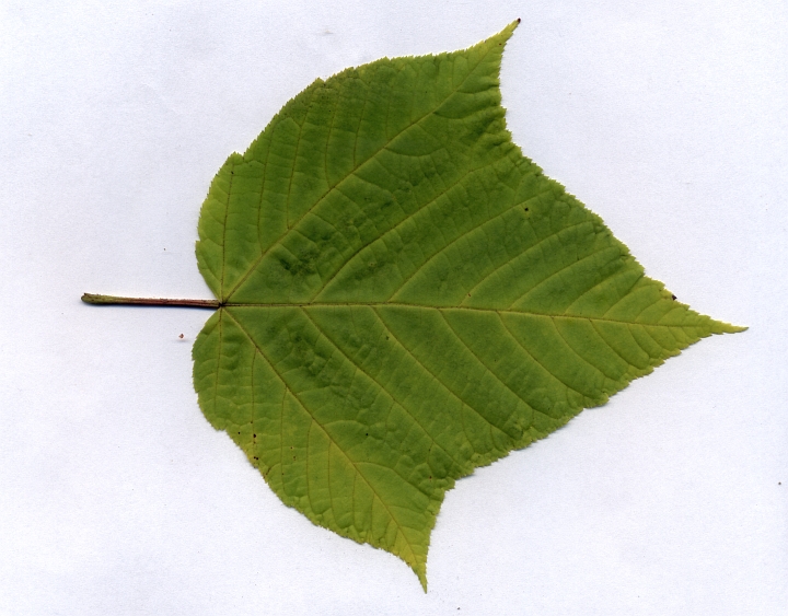 klon pensylwański liść