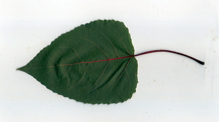 topola amerykańska 'PurpleTower' liść