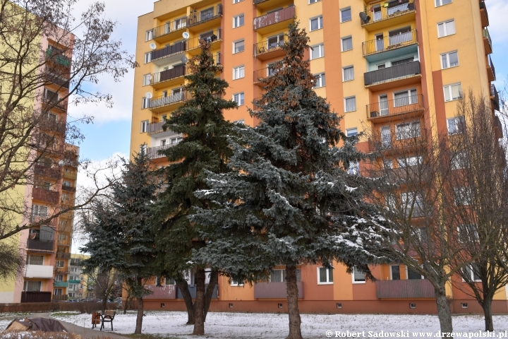 Srebrne i sine odmiany iglaków