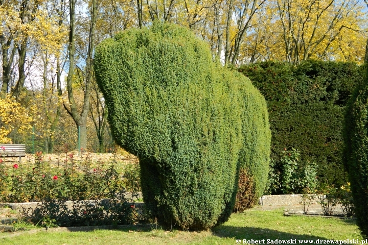 Topiary - rzeźby z drzew i krzewów