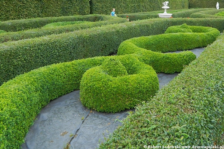 Topiary - rzeźby z drzew i krzewów