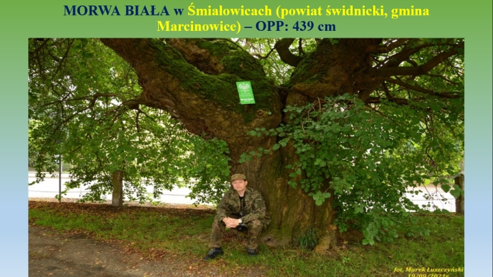 Tree hunter - Paweł Lenart