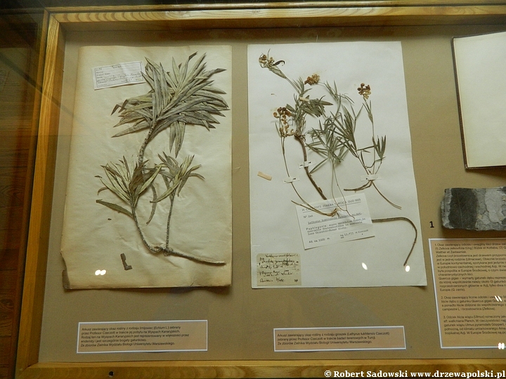 Wystawa w poszukiwaniu zaginionych roślin – Hanna Czeczott