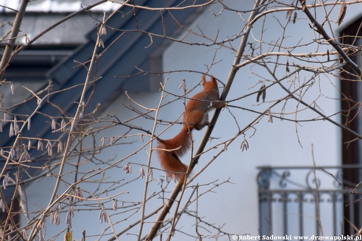 Wiewiórki robią zapasy na zimę