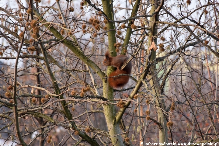 Wiewiórki robią zapasy na zimę