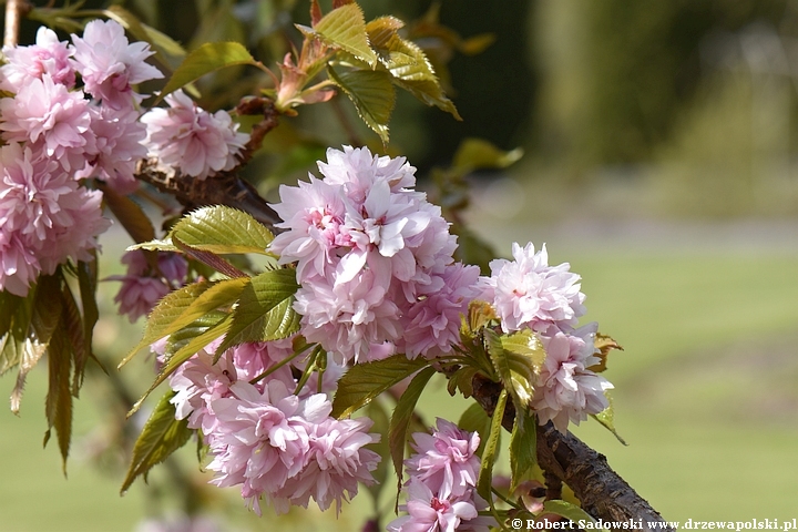 Wiśnia piłkowana 'Kiku-shidare-zakura'