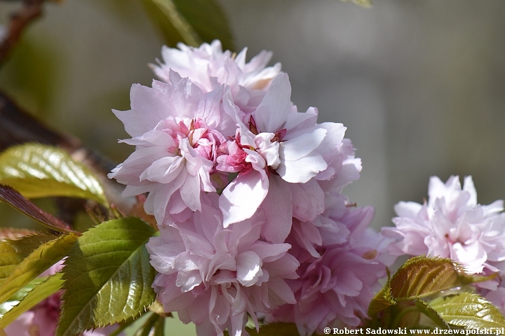 Wiśnia piłkowana 'Kiku-shidare-zakura'