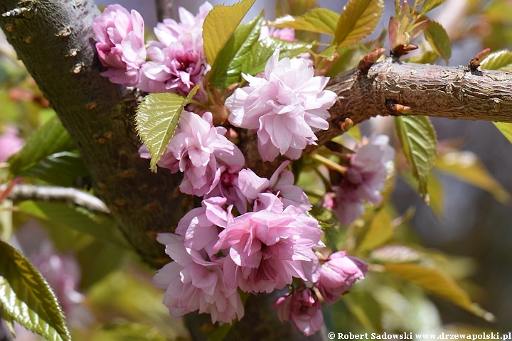 Wiśnia piłkowana 'Kiku-shidare-zakura'