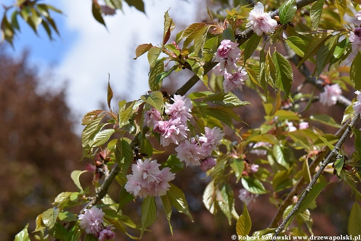 Wiśnia piłkowana 'Kiku-shidare-zakura'