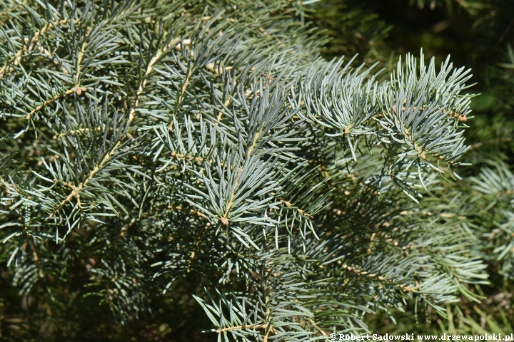 Ścieżka dendrologiczna w parku w Żelazowej Woli