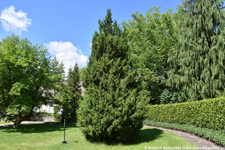 Ścieżka dendrologiczna w parku w Żelazowej Woli