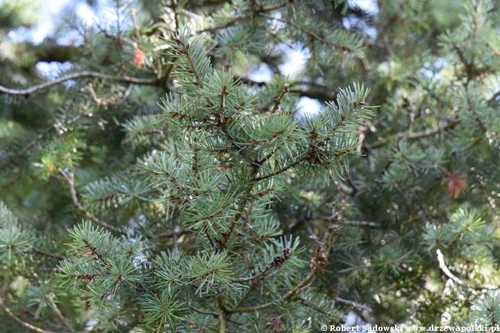 Ścieżka dendrologiczna w parku w Żelazowej Woli